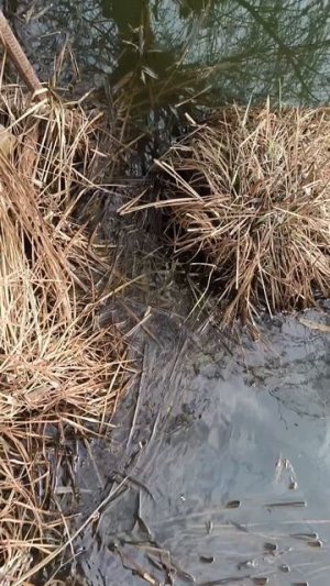 Холостое спасение утопающей