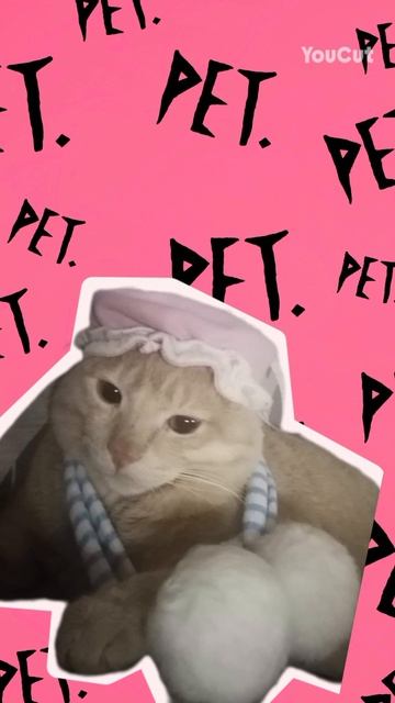 Котики. Прикольное видео. Смешное видео.