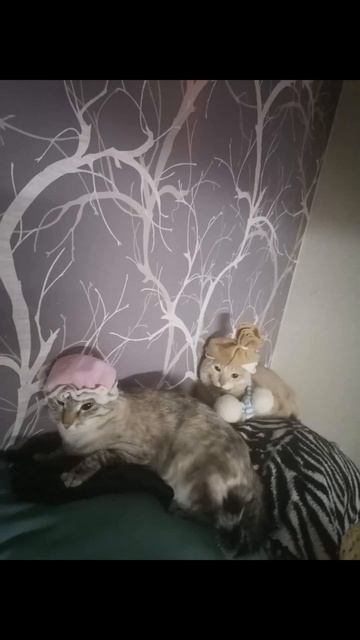 Сидим с бобром за столом.Смешные котики