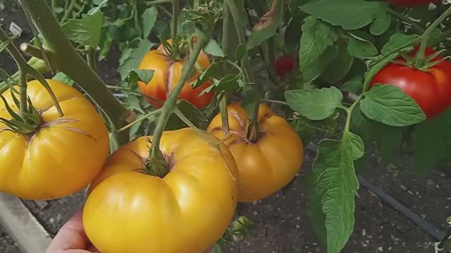 Эти ТОМАТЫ больше выращивать не буду. смотреть онлайн