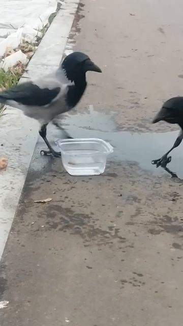 Глоток, и можно выливать #вороны / One sip, and spill it! #crow смотреть онлайн