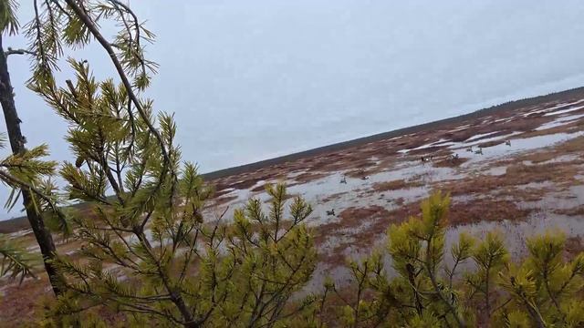 шикарный налет гусей смотреть онлайн