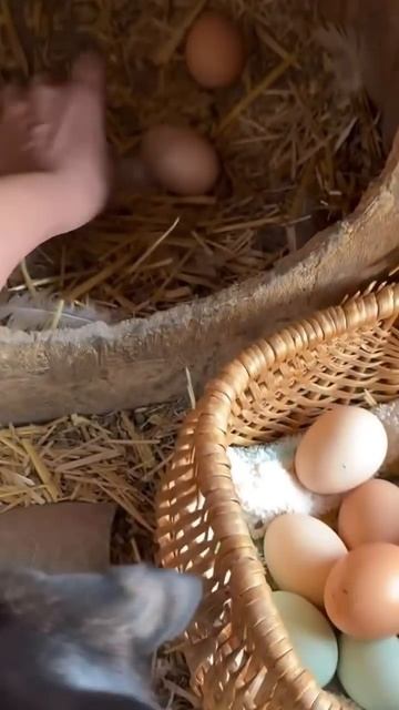 Бруно в шоке от яичек #garden #gardenlife #огород #дача #shorts смотреть онлайн