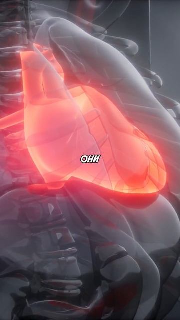 Орешки Макадамия #орехи #макадамия #здоровье #польза #з смотреть онлайн