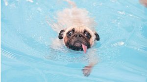 Видео про мопсов для детей и взрослых. Щенки мопса, смешные мопсы.