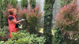 ФОРМИРУЕМ БАРБАРИС КОЛОНОВИДНЫЙ | Обрезка, формировка