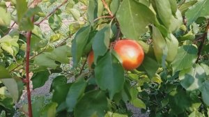 абрикос сорт Магадор