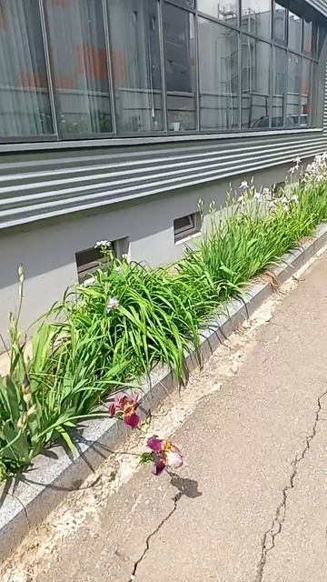 Мои ирисы и лилейник зацвели около завода - мне прислали видео отчёт смотреть онлайн