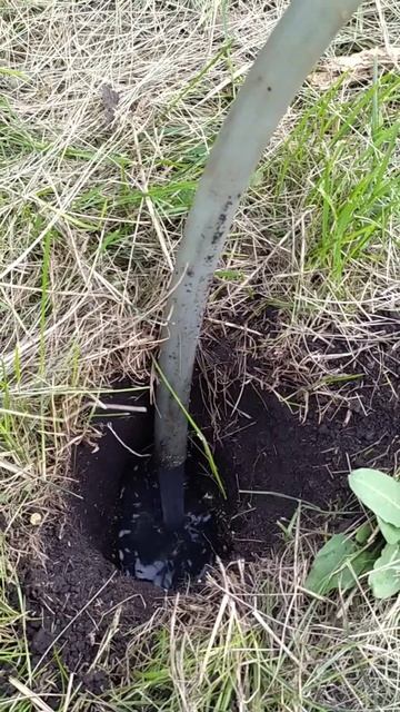 Избавляюсь от крота(слепыша) в огороде. смотреть онлайн