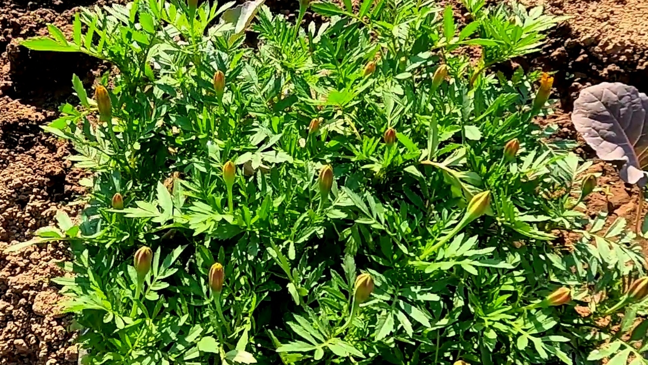 Высаживаю бархатцы !! Самые нужные цветы для наших вкусных заготовок!! смотреть онлайн