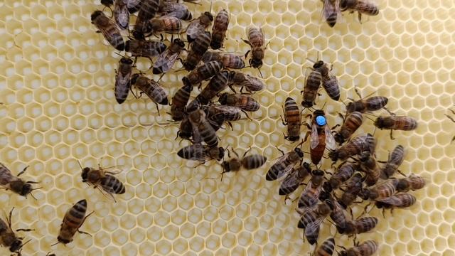 подсадка плодной матки 100%