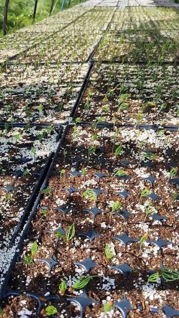 сеянцы сосны "Черной" #сад #хвойные #сосна #сеянцы #выра смотреть онлайн