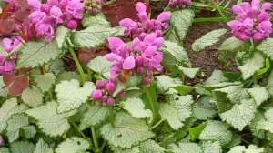 цветочки со шмелём 03-06-2025