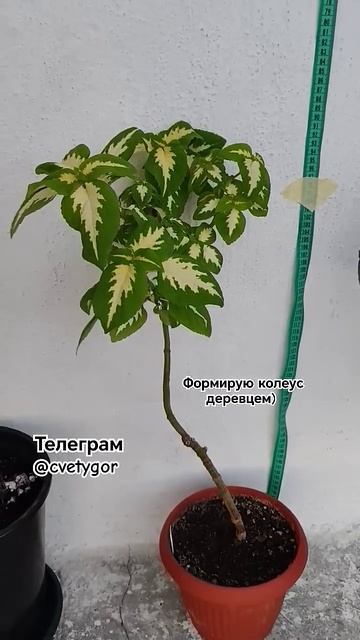 Колеус Блюме.Формировка деревцем🌳семена и черенки н? смотреть онлайн