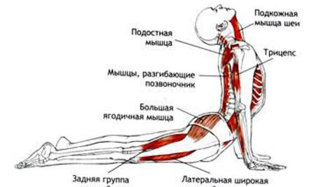ЙОГА здоровое дыхание и позвоночник для EASYCODE