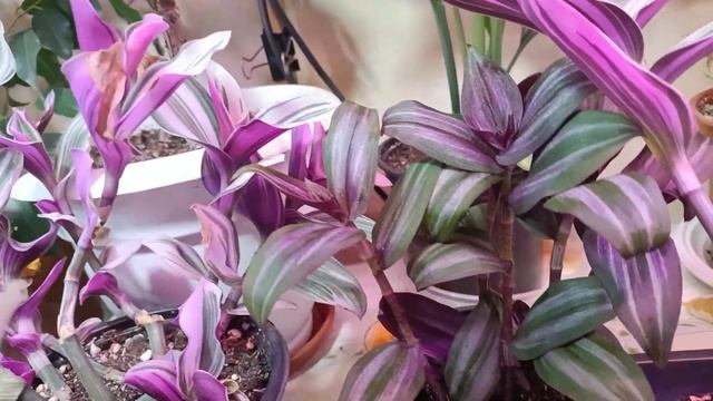 Мой мир традесканций.