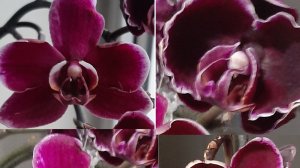 Орхидея фаленопсис_Обзор сорта Каменная роза_ Цветение орхидей