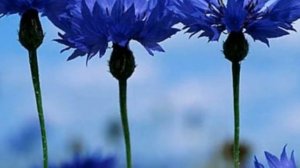 Васильки Людмила Колчина сл Я Халецький муз П Аедоницкий Автор видео НРудакова