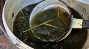 Эффективная и бесплатная подкормка для растений.