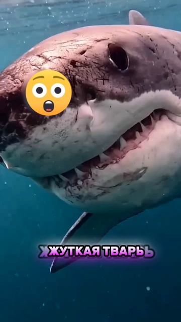 Жуткая тварь. Белая Акула.