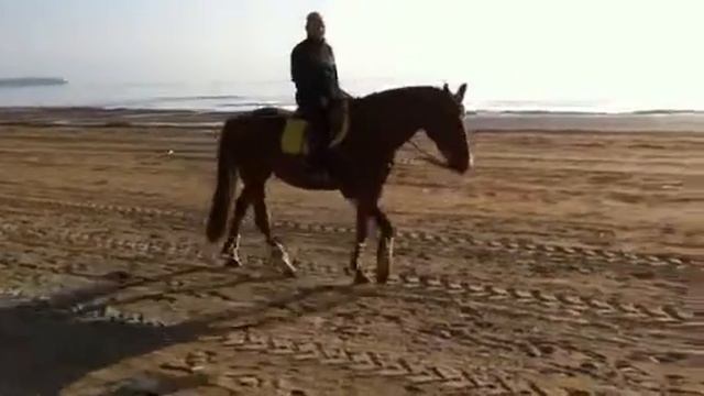 Красивая лошадь смотреть онлайн