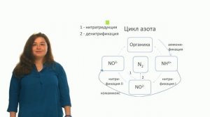 Микробиология. Цикл азота (Тиморшина С. Н.)