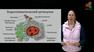 Цитология и гистология. Строение клетки и основные органеллы. Часть 1