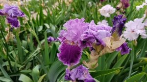 НИКИТСКИЙ БОТАНИЧЕСКИЙ САД.
27.05.2025.