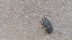 жук Оленёк обыкновенный. (лат. Dorcus parallelipipedus) 03-06-2025