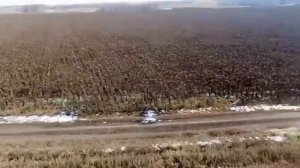 охота на кабана. кабаны с дрона