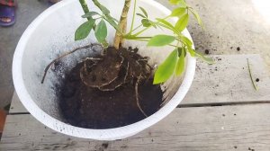 Почему желтеют и опадают листья шефлеры. #шефлера#цвет