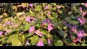 Сам пан сам хозяин! Ипонея трёхцветная(вьюнок или грам