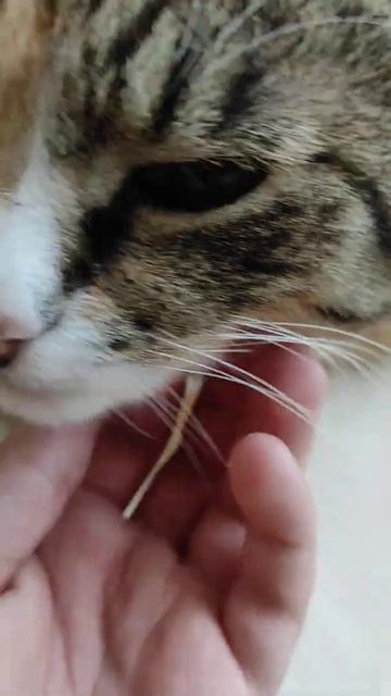 Кошка на подоконнике. #Shorts #Cats #Cat #Короткое_видео #Кошка смотреть онлайн