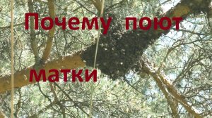 Ошибка, которая бытует в пчеловодстве