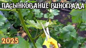 ВРЕМЯ ПАСЫНКОВАТЬ виноград.