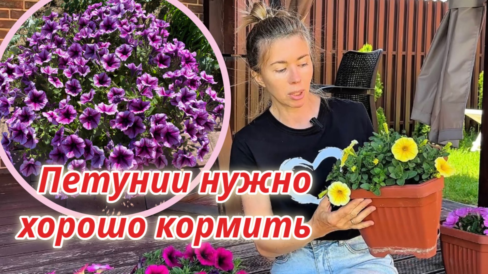 Для пышного и долгого цветения петунии надо правильно кормить смотреть онлайн