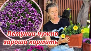 Для пышного и долгого цветения петунии надо правильно кормить