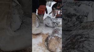 Легендарный бензопила Урал