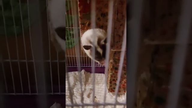 Ева застряла в окне!!! Меньше надо точить на ужин! ? ♥️? смотреть онлайн