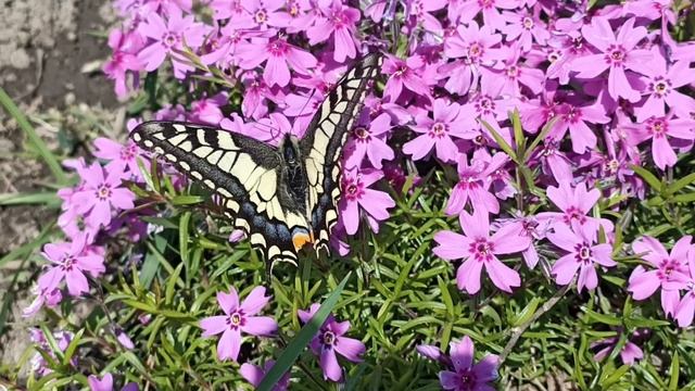 Вальс бабочек смотреть онлайн