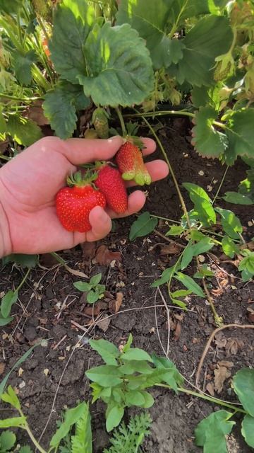 Снимаю пробу клубники - Азия, Сан Андреас и Купчиха смотреть онлайн