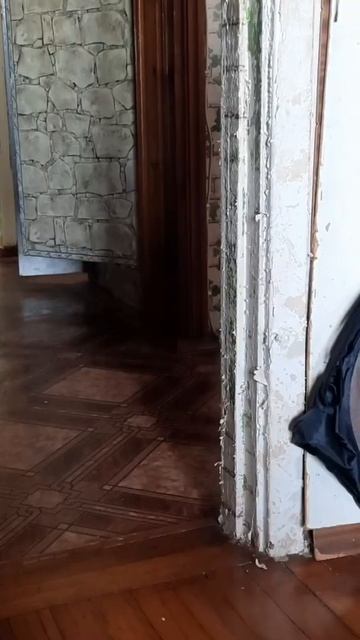 #shorts Кошка помогает отдирать старые обои.Скоро будет р смотреть онлайн