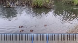 Alouette Жаворонок \ Городские птицы