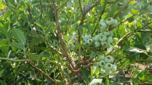 Обзор сортов голубики в моем саду ,Шантеклер,Нельсон,Э