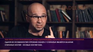 Класс Млекопитающие. Биология 7 класс. Отряды Однопроходные, Сумчатые, Насекомоядные, Летучие мыши -