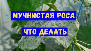 Мучнистая роса, как избавиться, рецепты