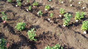 Подкормки хризантемы. Когда и как я это делаю.