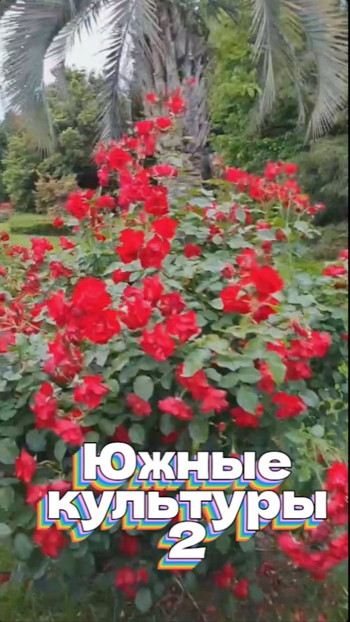 Южные культуры 2 смотреть онлайн