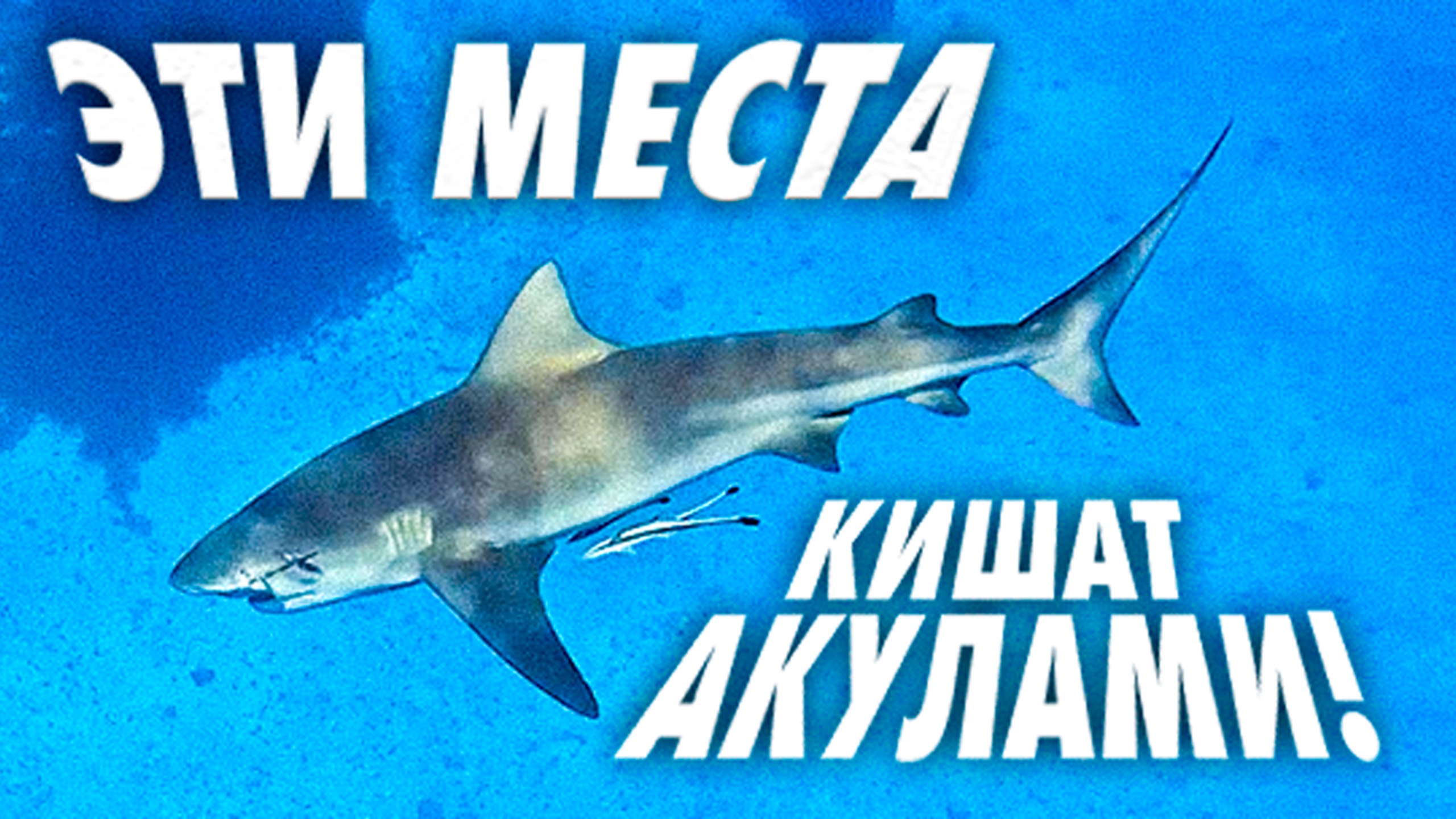 СЛОМАЛИ СПИННИНГ, НО ДОСТАЛИ ОГРОМНУЮ АКУЛУ. РЫБАЛКА В ИНДИЙСКОМ ОКЕАНЕ.СЕЙШЕЛЬСКИЕ ОСТРОВА.