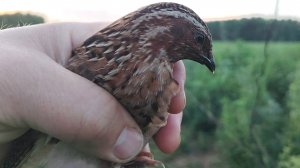 Ловля перепела